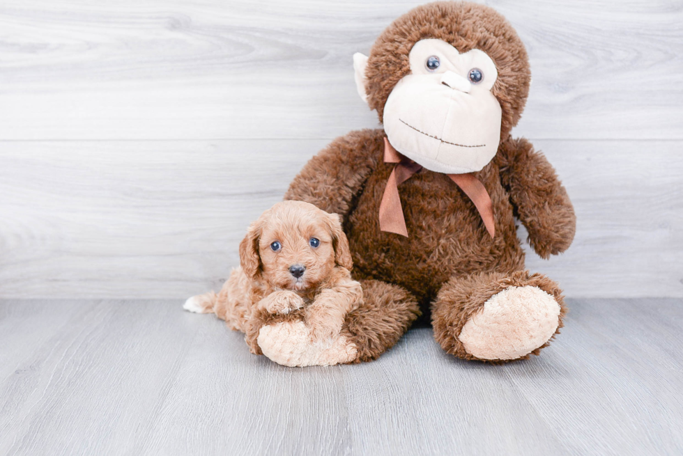 Cavapoo Puppy for Adoption