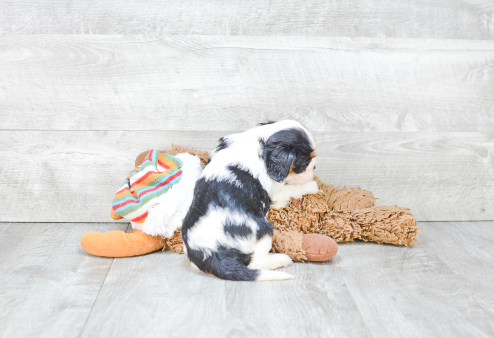 Sweet Cavalier King Charles Spaniel Purebred Puppy