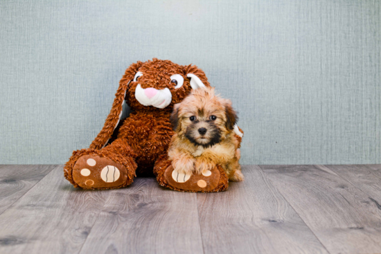 Morkie Pup Being Cute