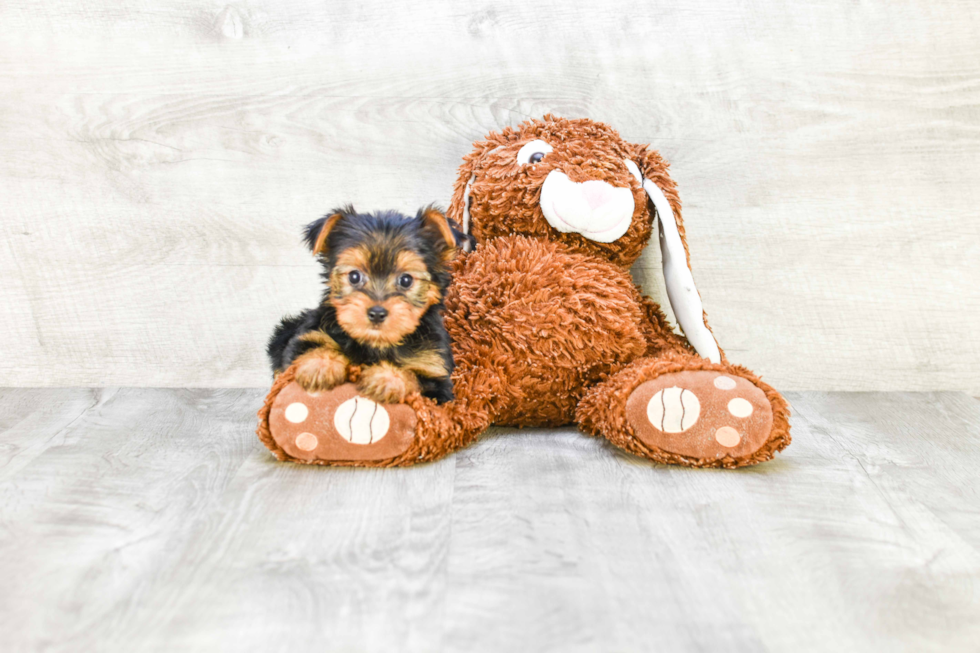 Meet Lebron - our Yorkshire Terrier Puppy Photo 