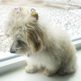 Hypoallergenic Havadoodle Poodle Mix Pup