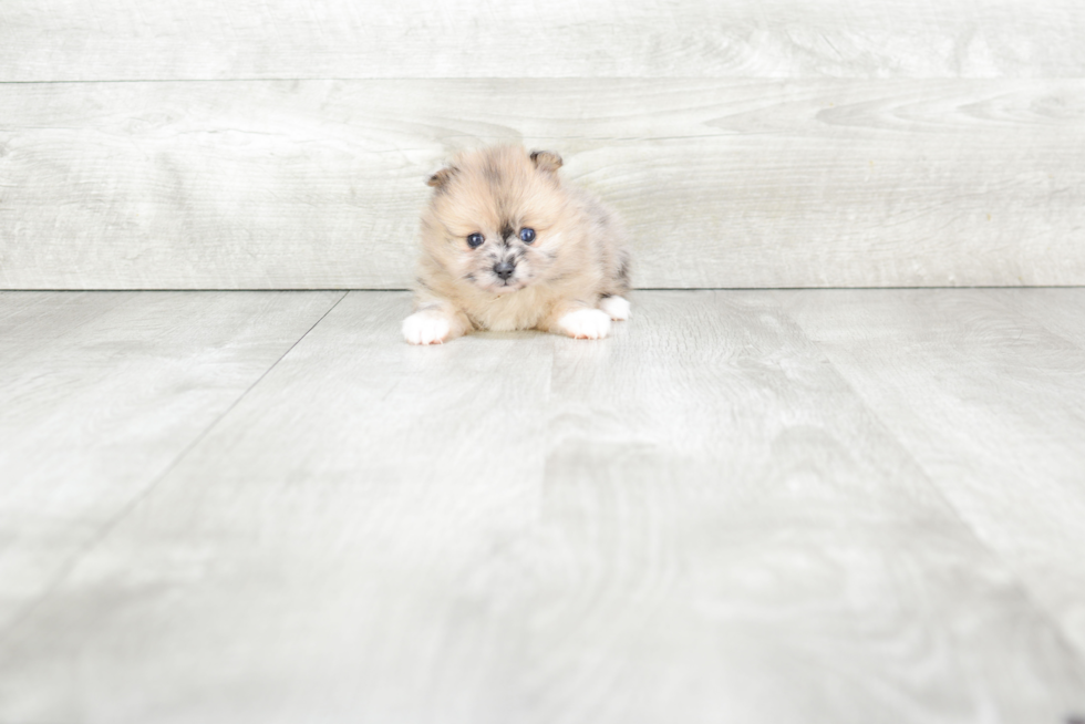 Little Pomeranian Purebred Pup