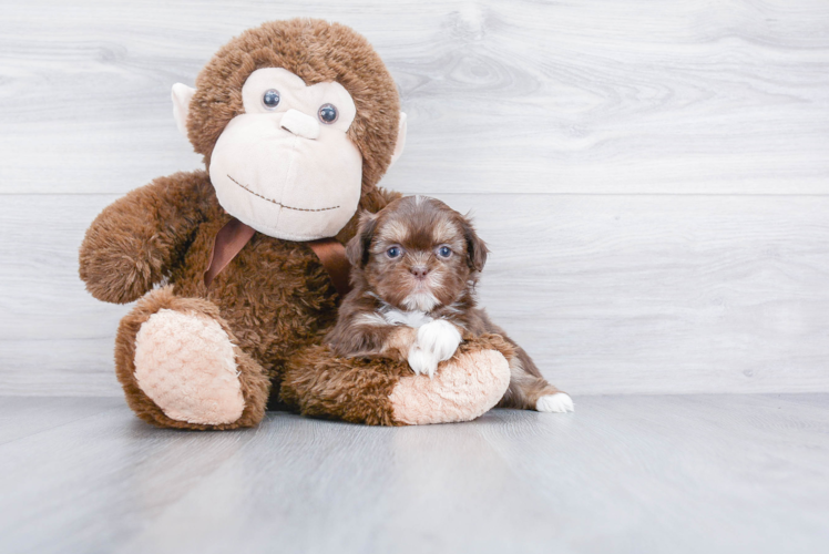 Funny Teddy Bear Designer Pup