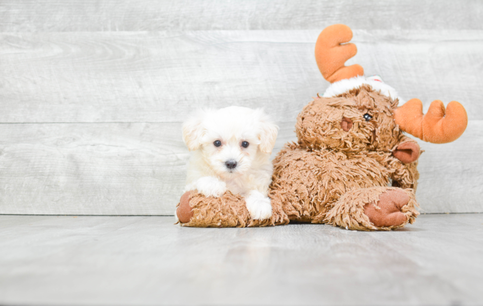 Maltipoo Puppy for Adoption