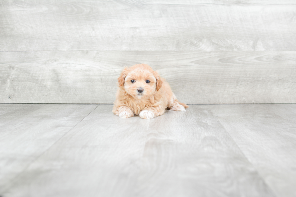 Hypoallergenic Maltese Poodle Poodle Mix Puppy