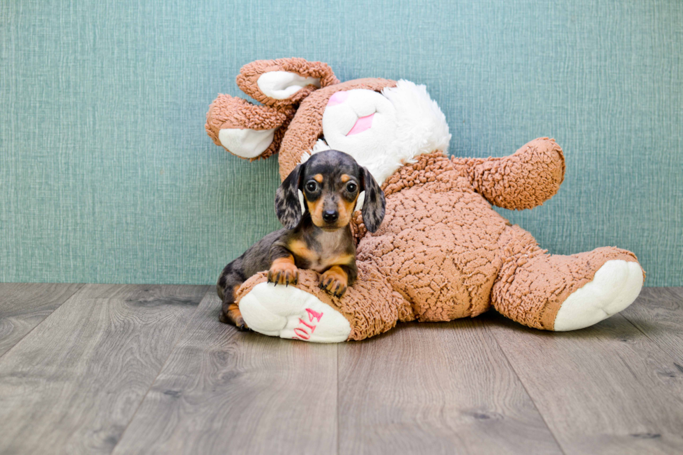 Cute Dachshund Purebred Pup