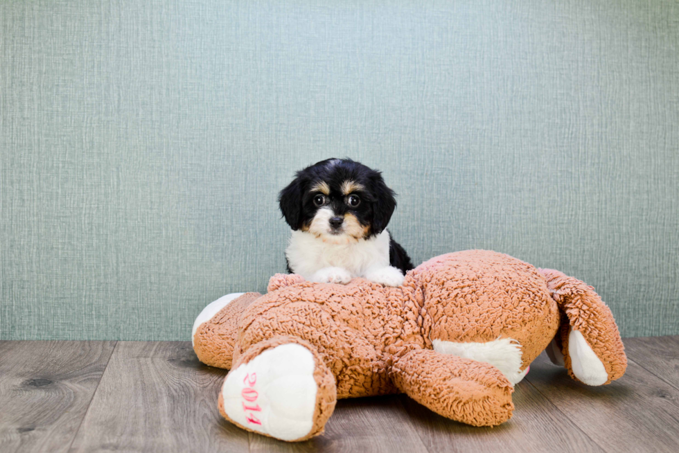 Cavachon Pup Being Cute