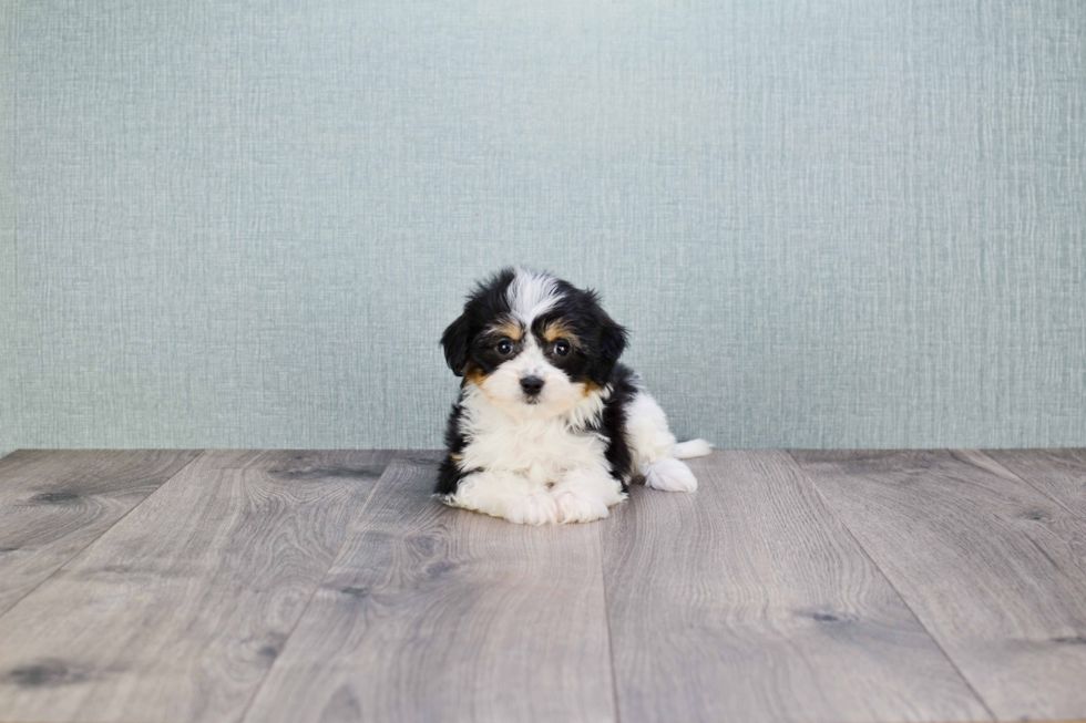 Little Cavalier Designer Puppy