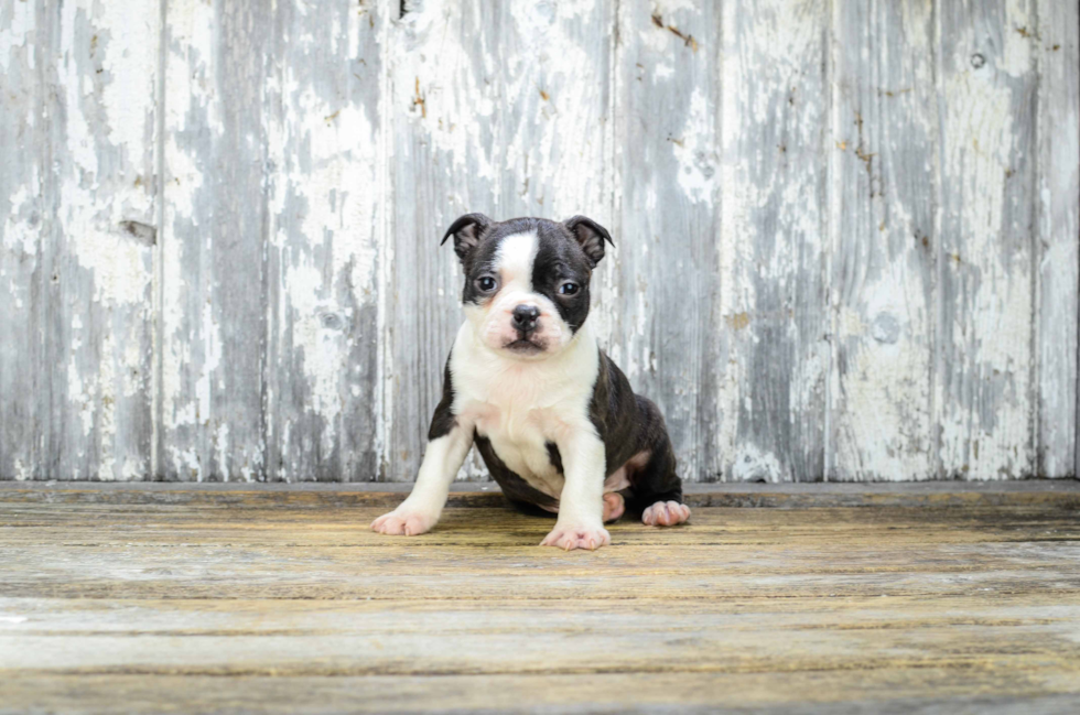 Boston Terrier Puppy for Adoption