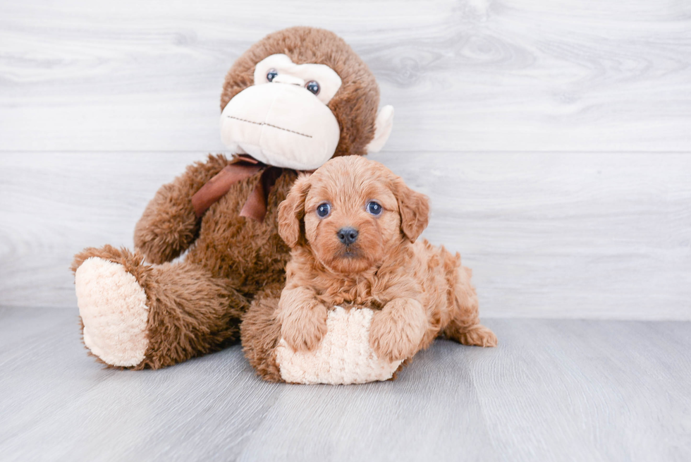 Cavapoo Puppy for Adoption