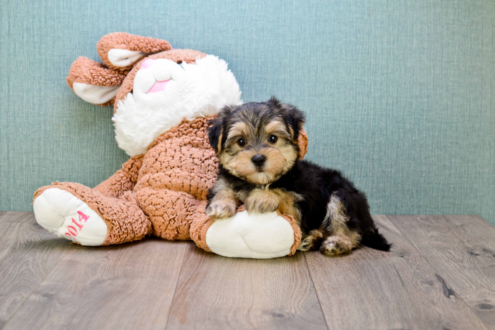 Morkie Puppy for Adoption