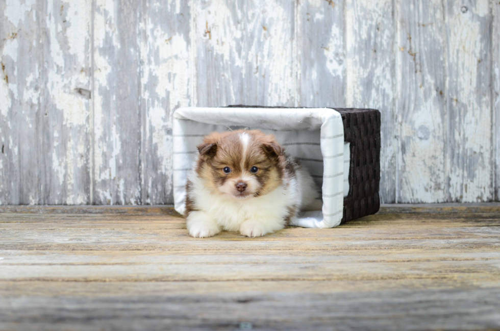 Pomeranian Pup Being Cute