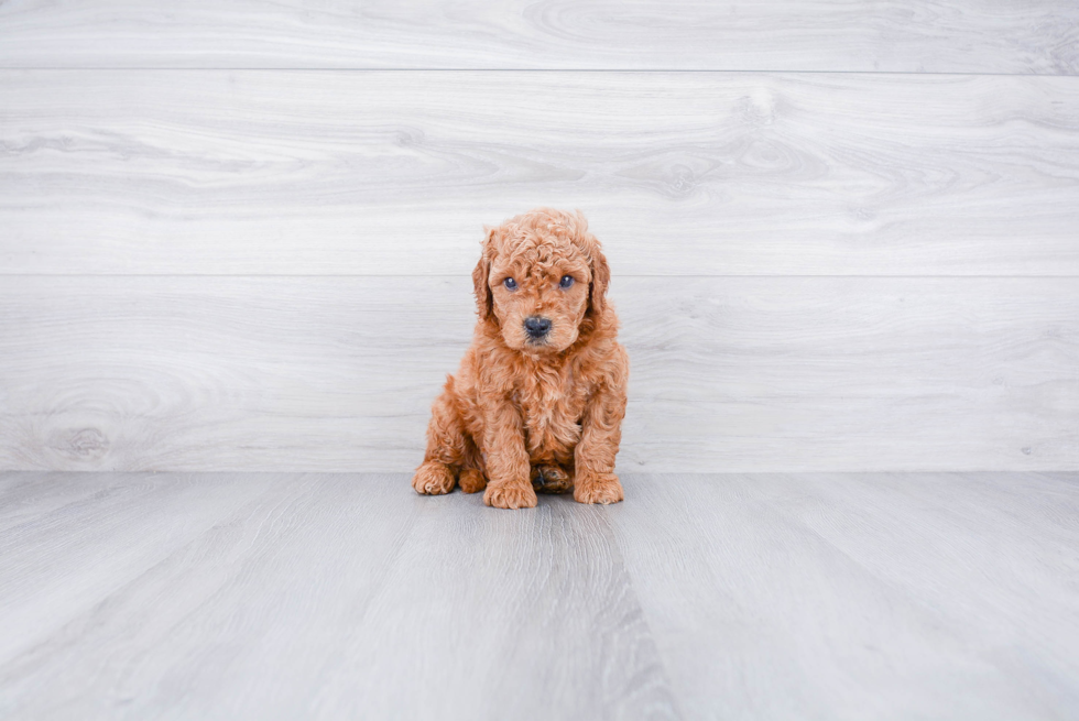 Funny Mini Goldendoodle Poodle Mix Pup