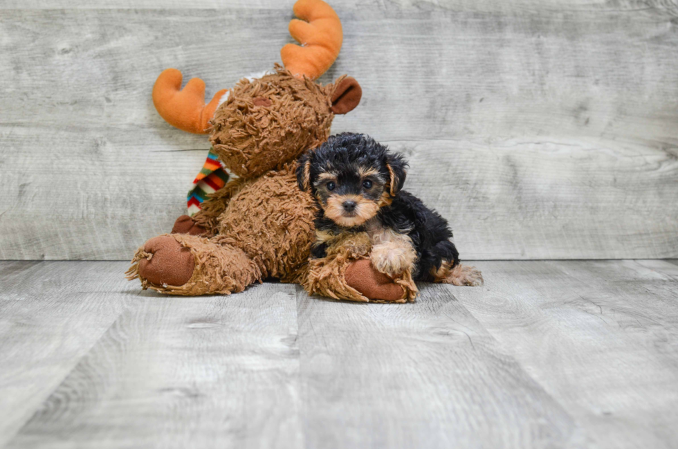 Funny Yorkie Poo Poodle Mix Pup