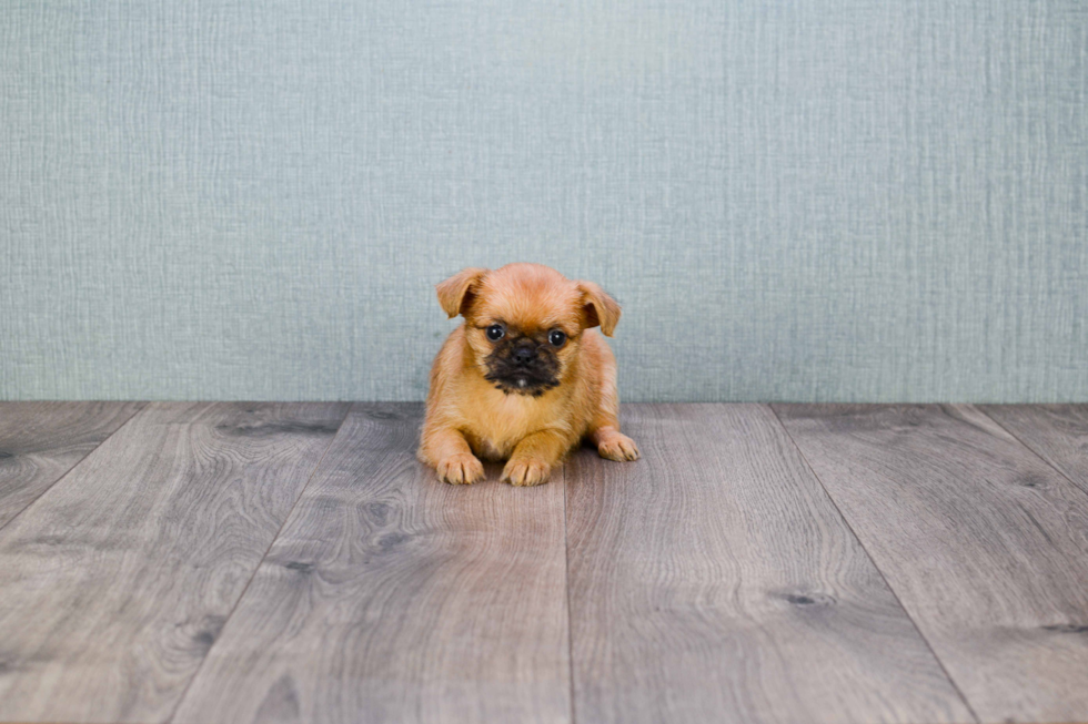 Brussels Griffon Puppy for Adoption