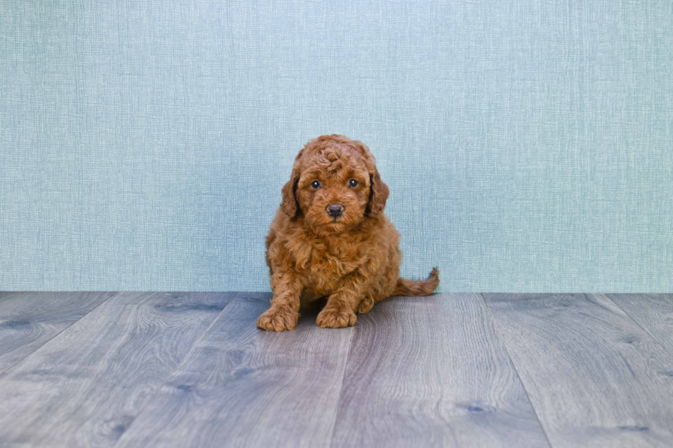 Mini Goldendoodle Pup Being Cute