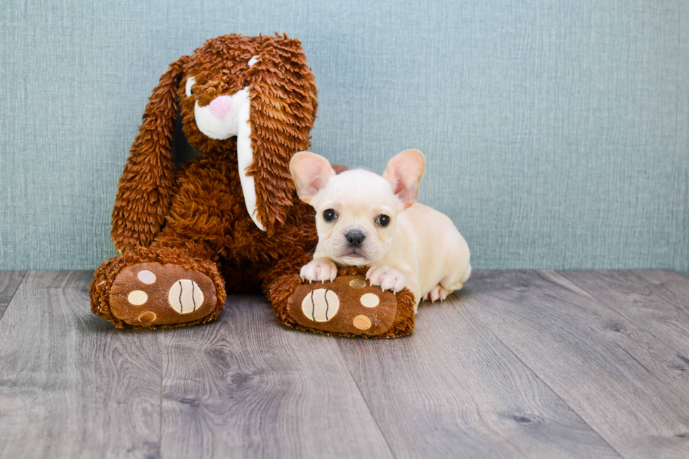 Popular French Bulldog Purebred Pup