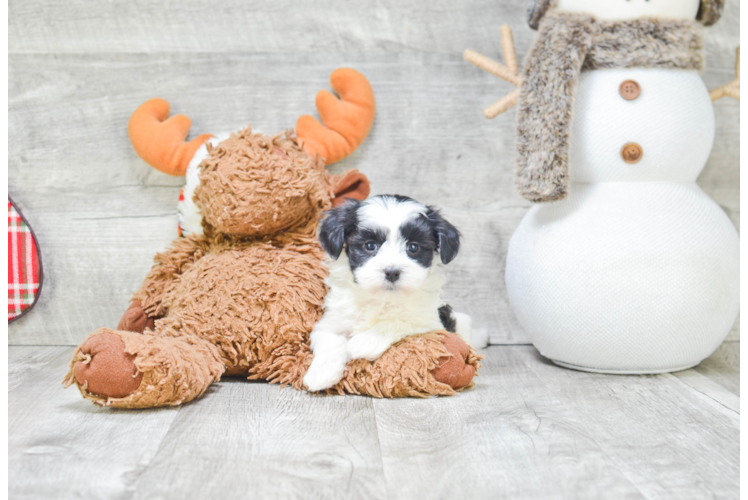 Best Havanese Baby