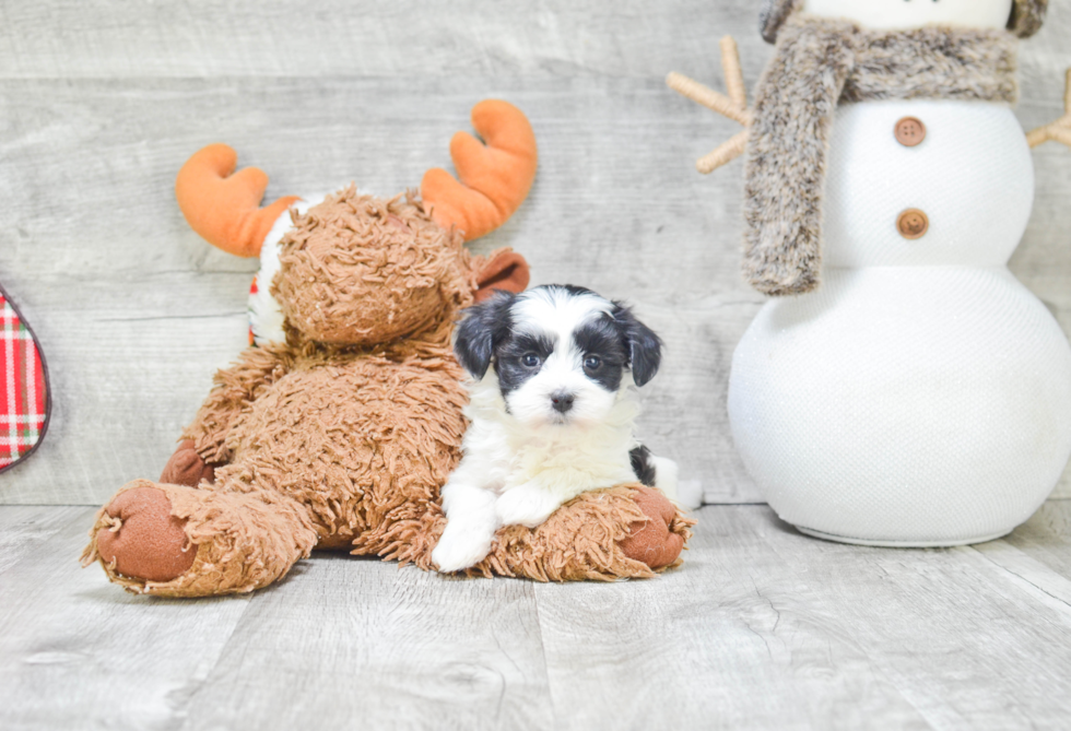 Best Havanese Baby