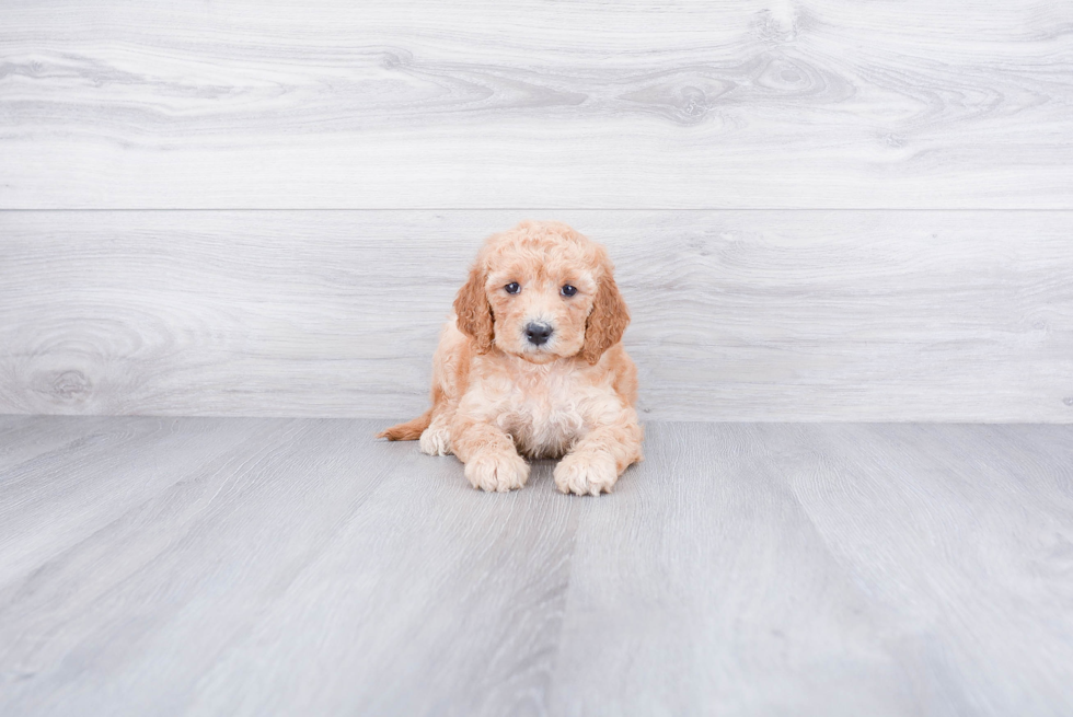 Mini Goldendoodle Puppy for Adoption