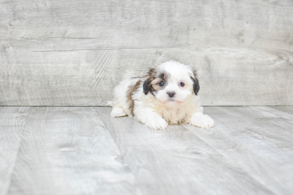 Fluffy Teddy Bear Designer Pup