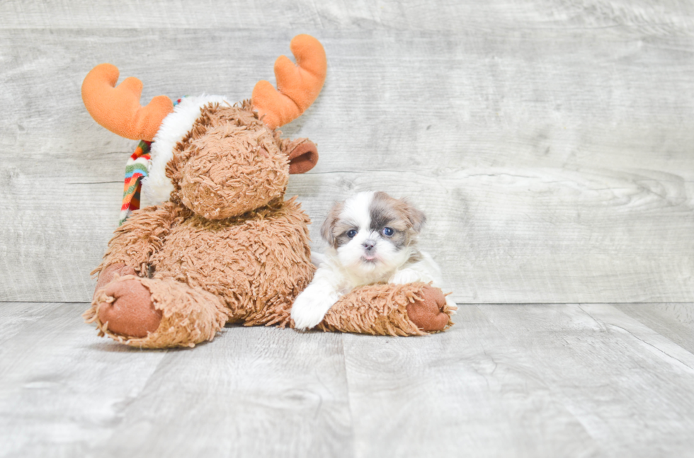 Teddy Bear Pup Being Cute