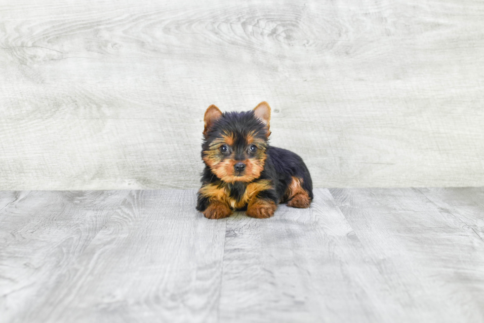 Meet Tinkerbell - our Yorkshire Terrier Puppy Photo 