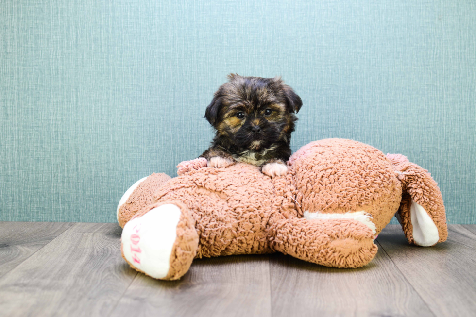 Best Shorkie Baby