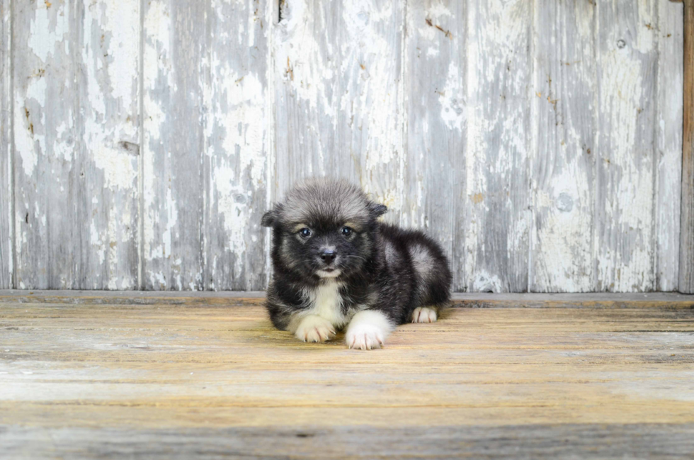 Smart Pomsky Designer Pup