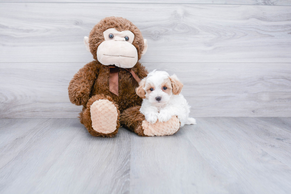 Funny Maltipoo Poodle Mix Pup