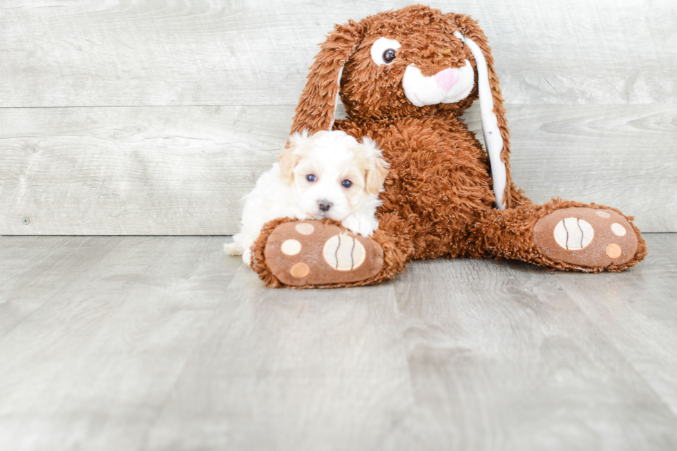 Smart Maltipoo Poodle Mix Pup