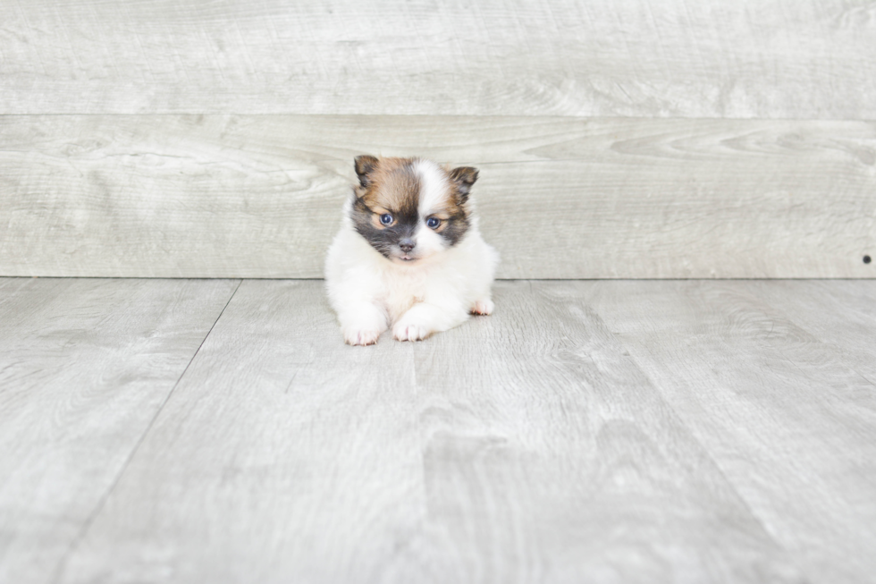 Pomeranian Pup Being Cute