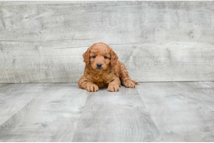 Fluffy Mini Goldendoodle Poodle Mix Pup