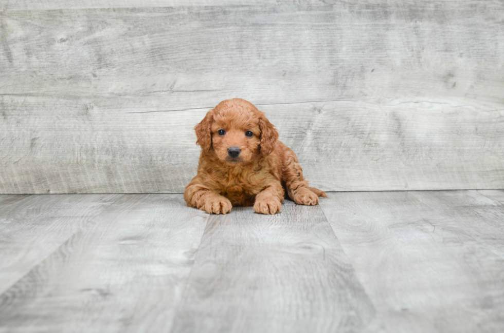 Fluffy Mini Goldendoodle Poodle Mix Pup