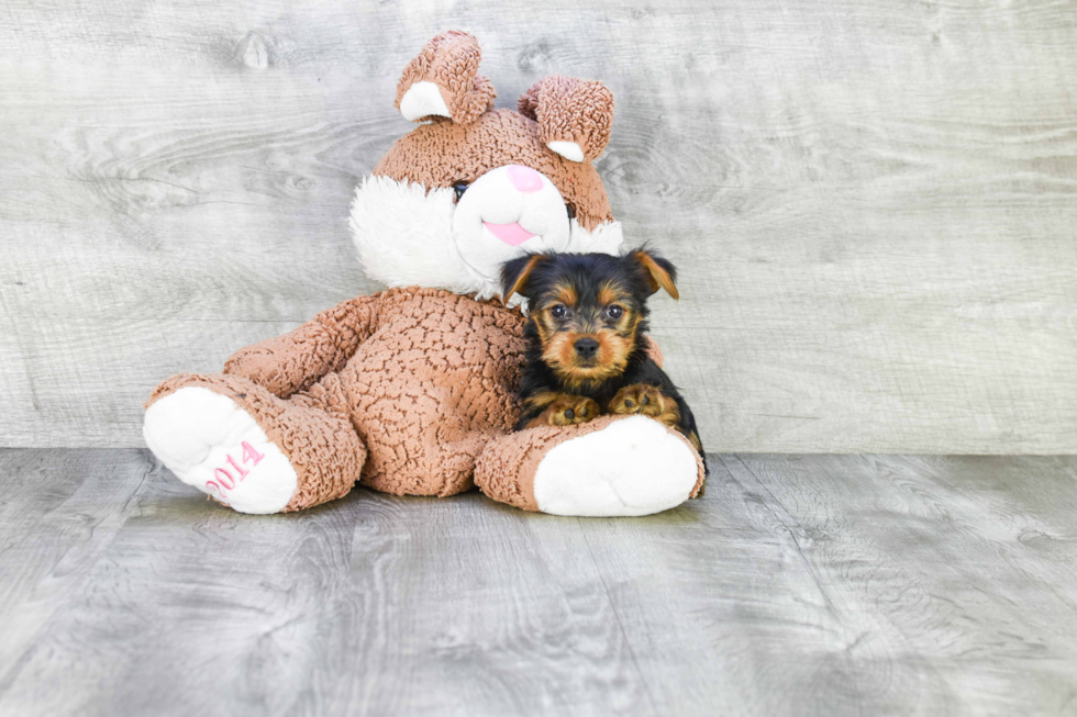 Meet Steph - our Yorkshire Terrier Puppy Photo 