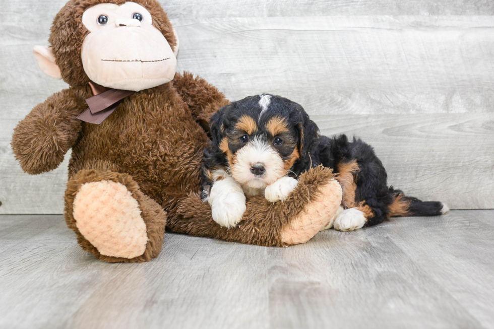 Hypoallergenic Mini Berniedoodle Poodle Mix Puppy