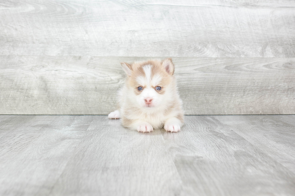 Best Pomsky Baby