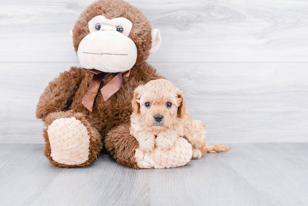 Smart Cavapoo Poodle Mix Pup
