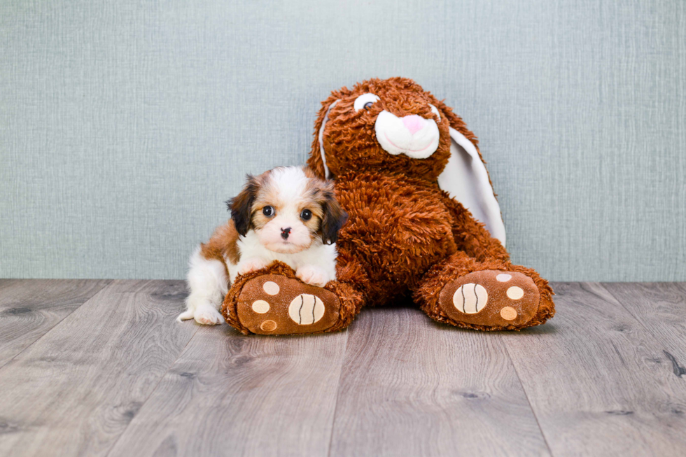 Hypoallergenic Cavalier Designer Puppy