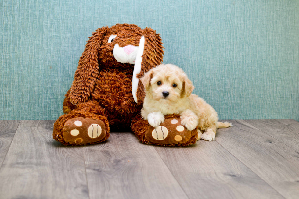 Best Maltipoo Baby