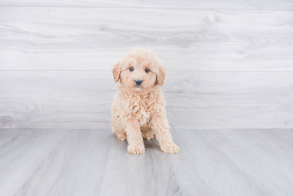 Fluffy Mini Goldendoodle Poodle Mix Pup