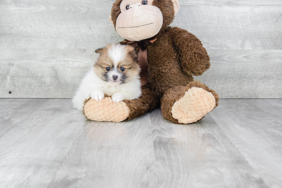 Fluffy Pomeranian Purebred Puppy