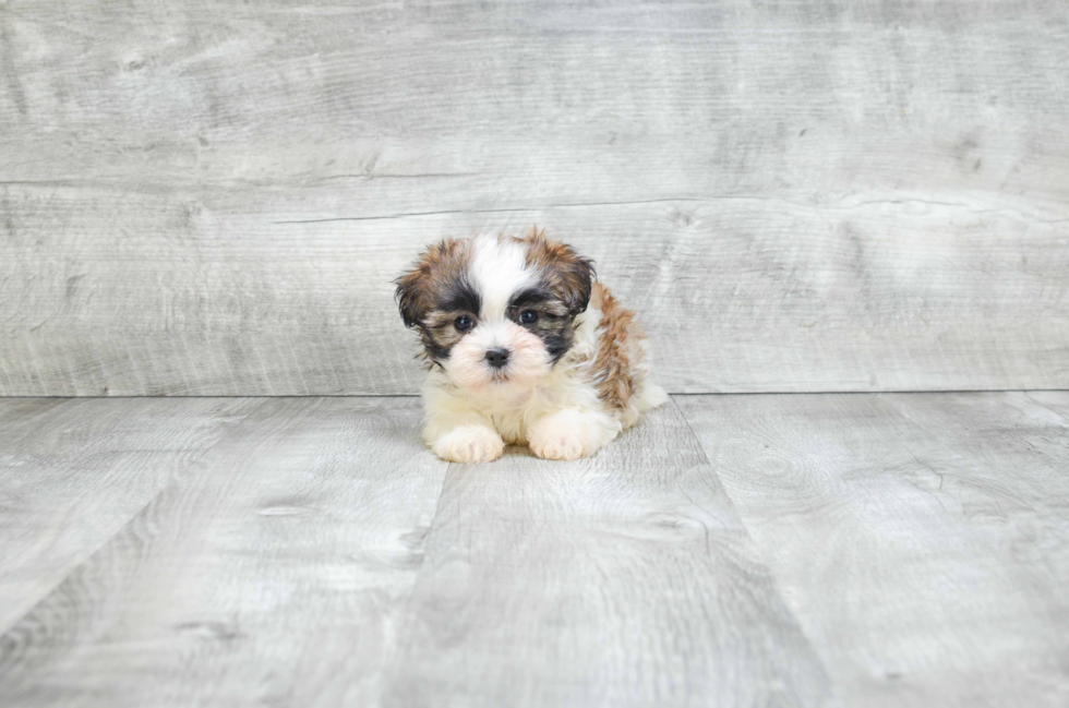 Teddy Bear Pup Being Cute