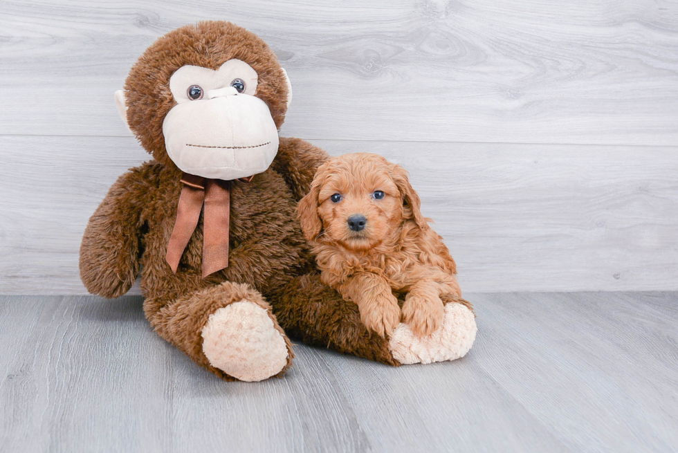 Friendly Mini Goldendoodle Baby