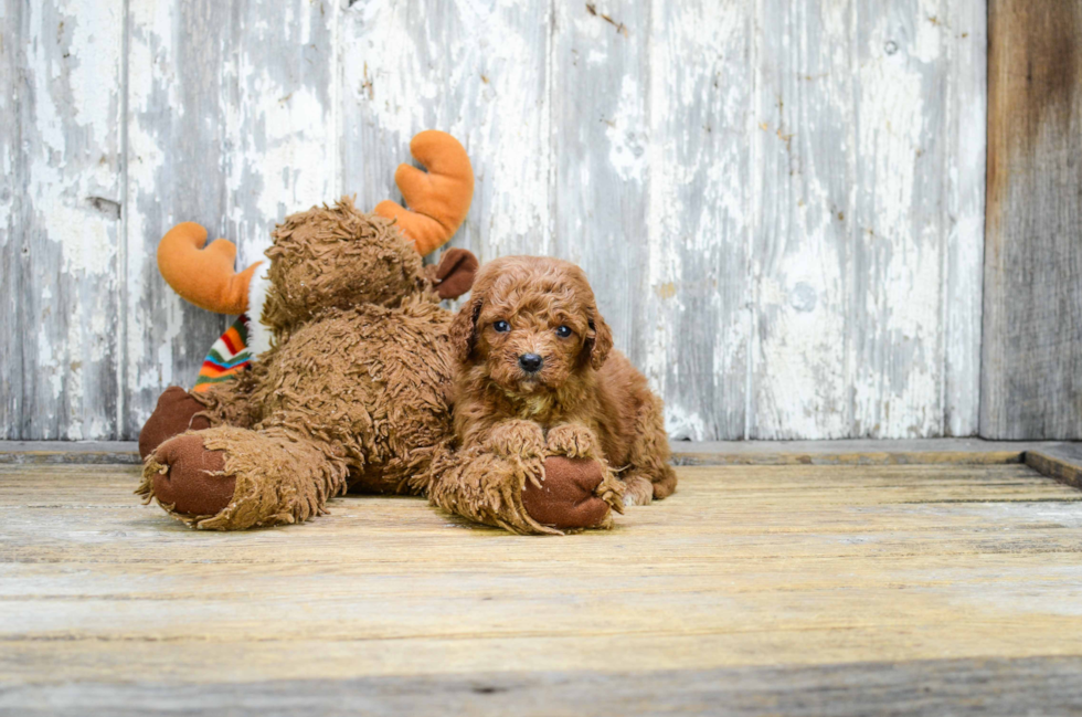 Adorable Golden Retriever Poodle Mix Puppy