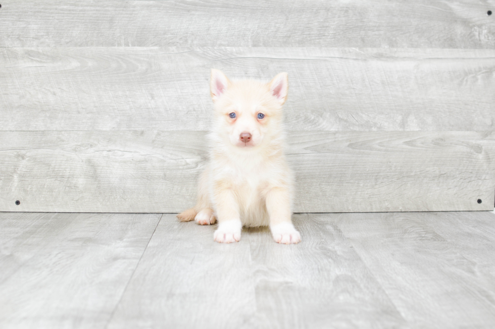 Happy Pomsky Baby