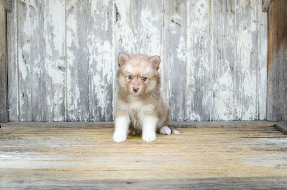 Pomsky Puppy for Adoption