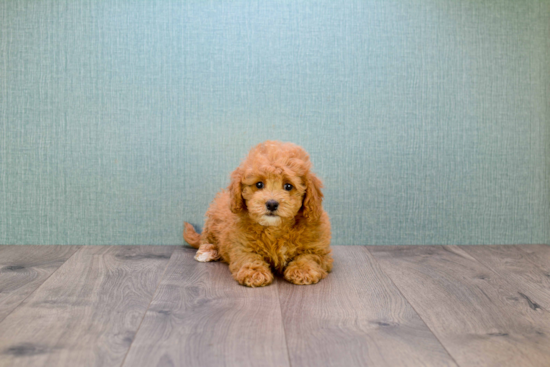 Mini Goldendoodle Puppy for Adoption