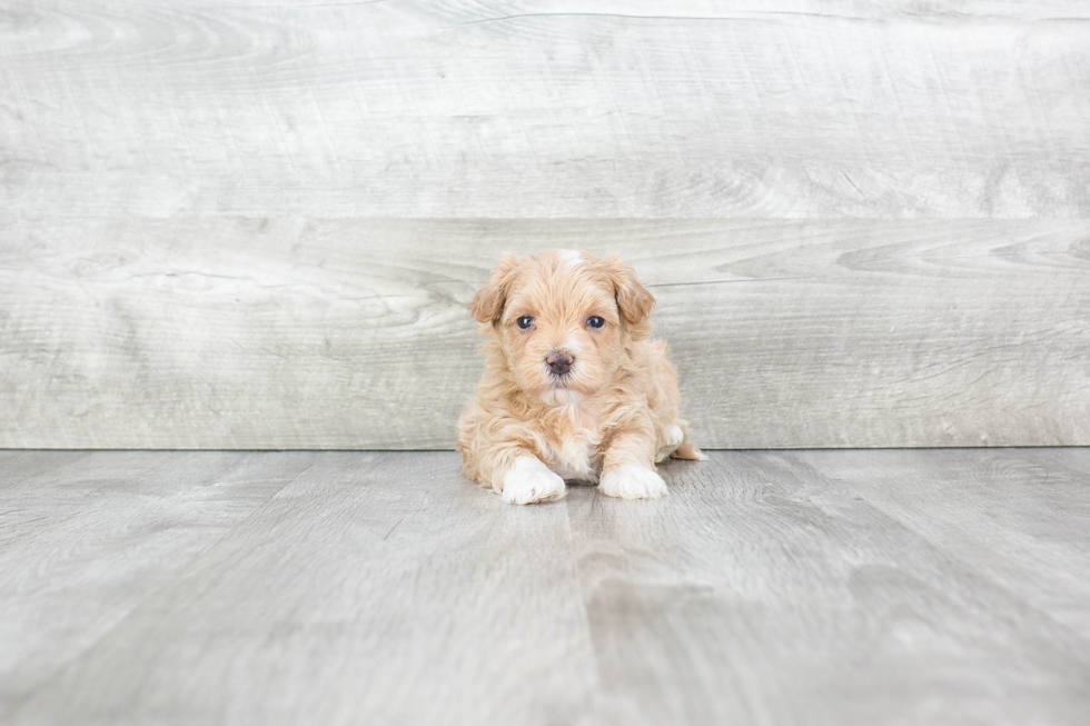 Best Maltipoo Baby