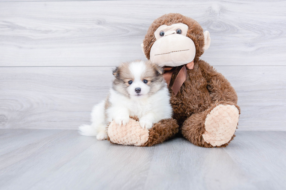 Playful Pomeranian Baby